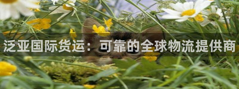 尊龙凯时 人生就是搏：泛亚国际货运：可靠的全球物流提供商
