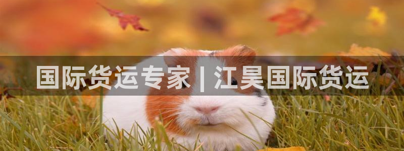 尊龙负面新闻：国际货运专家 | 江昊国际货运