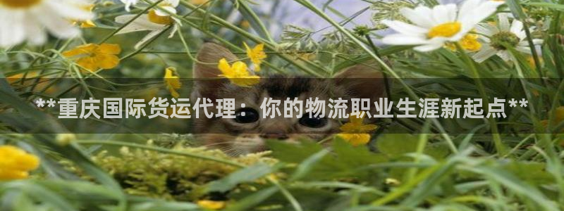 尊龙游戏官网：**重庆国际货运代理：你的物流职业生涯新起
