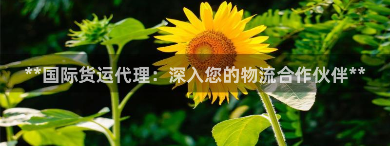 尊龙凯时ag旗舰厅官网客服：**国际货运代理：深入您的物