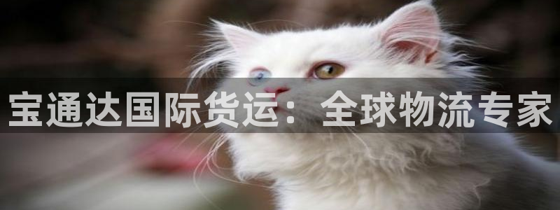 尊龙 5：宝通达国际货运：全球物流专家